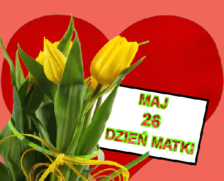 Żółte tulipany z przypominajką 26 maj